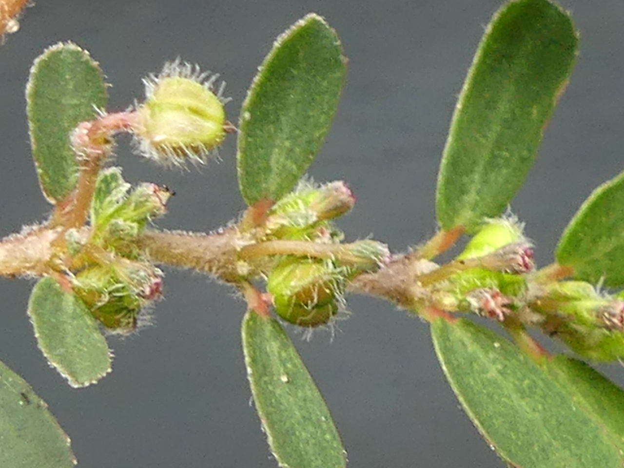 Euphorbia prostrata