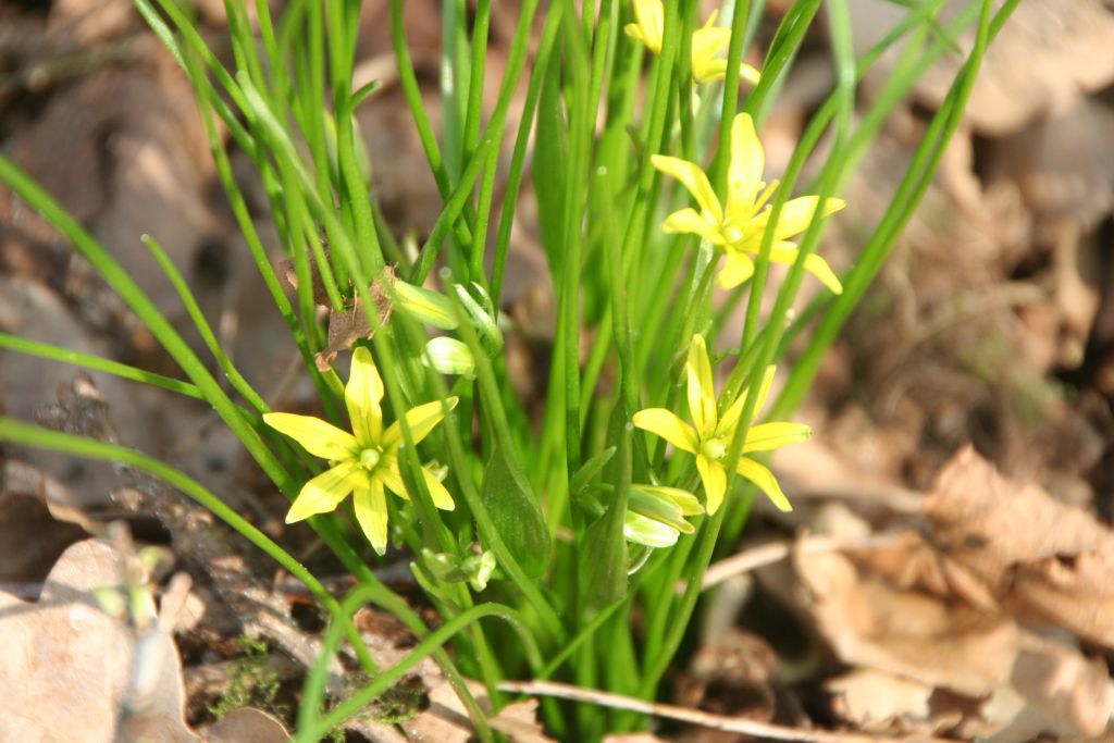 Gagea spathacea