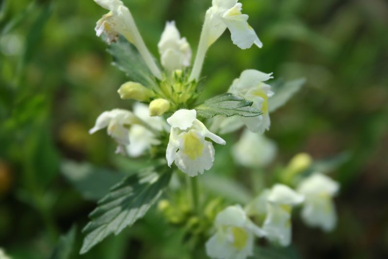 Galeopsis segetum