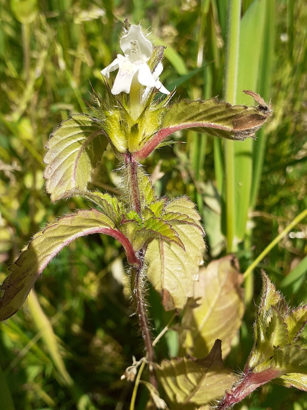 Galeopsis segetum