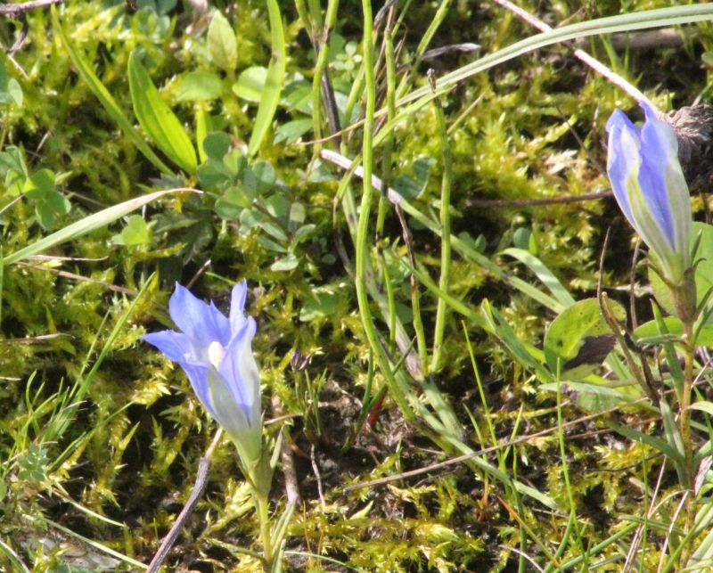 Gentiana_pneumonanthe