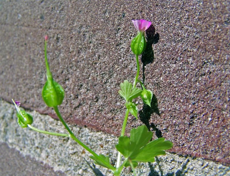 Geranium lucidum