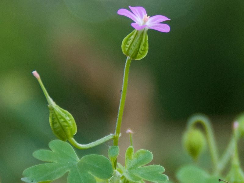 Geranium lucidum