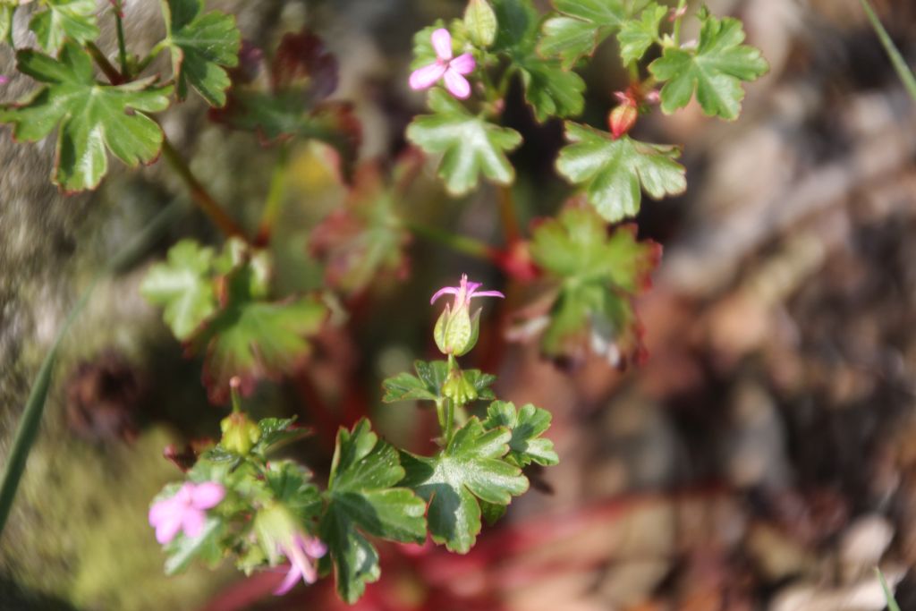 Geranium lucidum