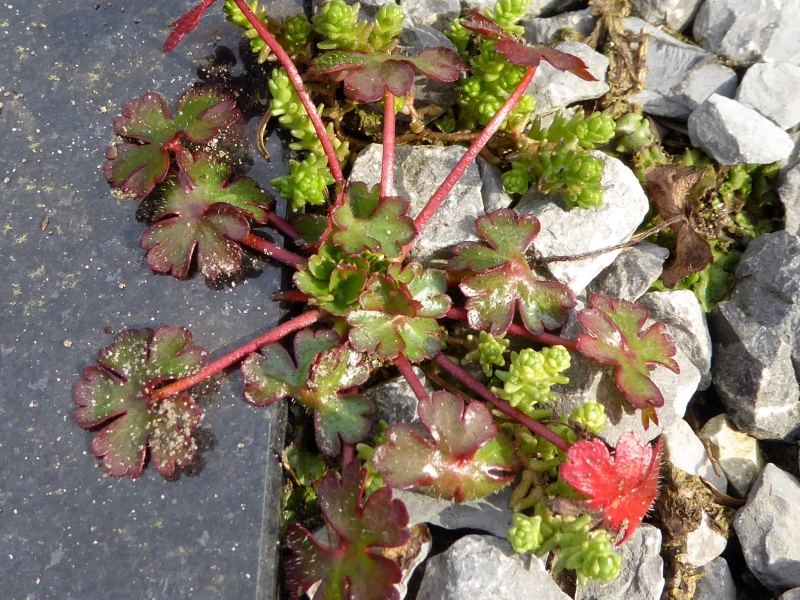 Geranium lucidum