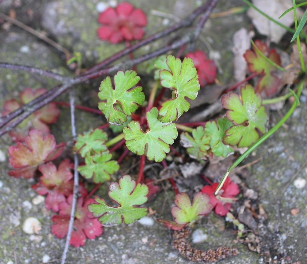 Geranium lucidum