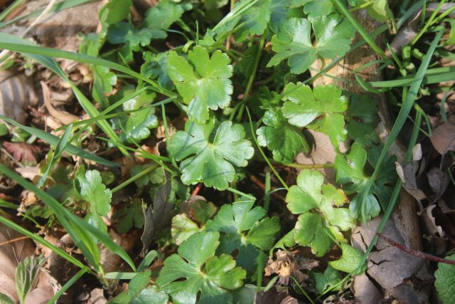 Geranium purpureum