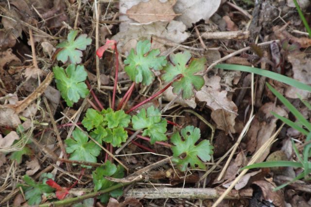 Geranium purpureum