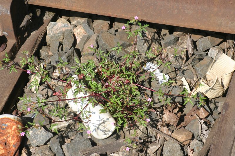 Geranium purpureum