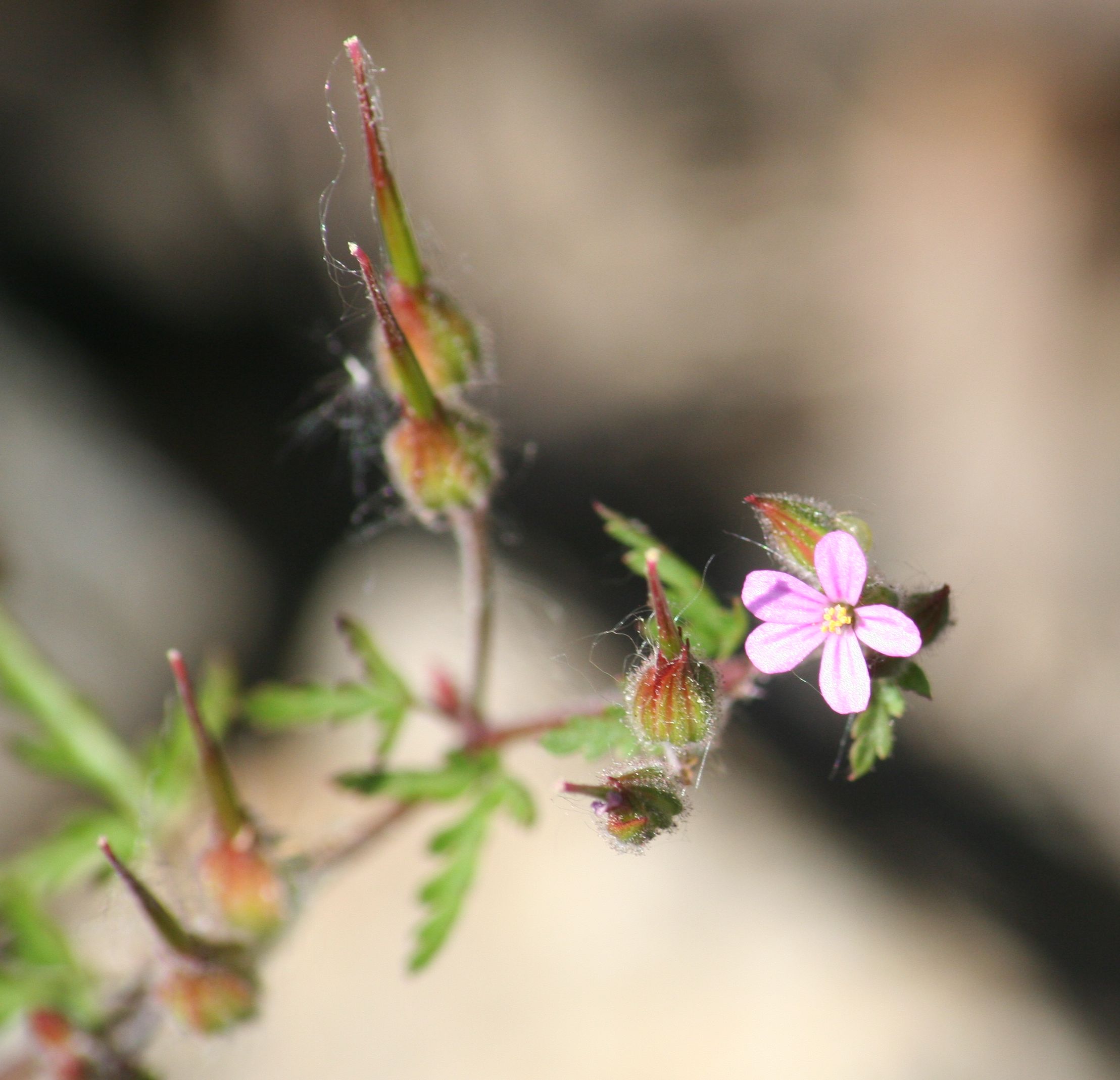 Geranium purpureum