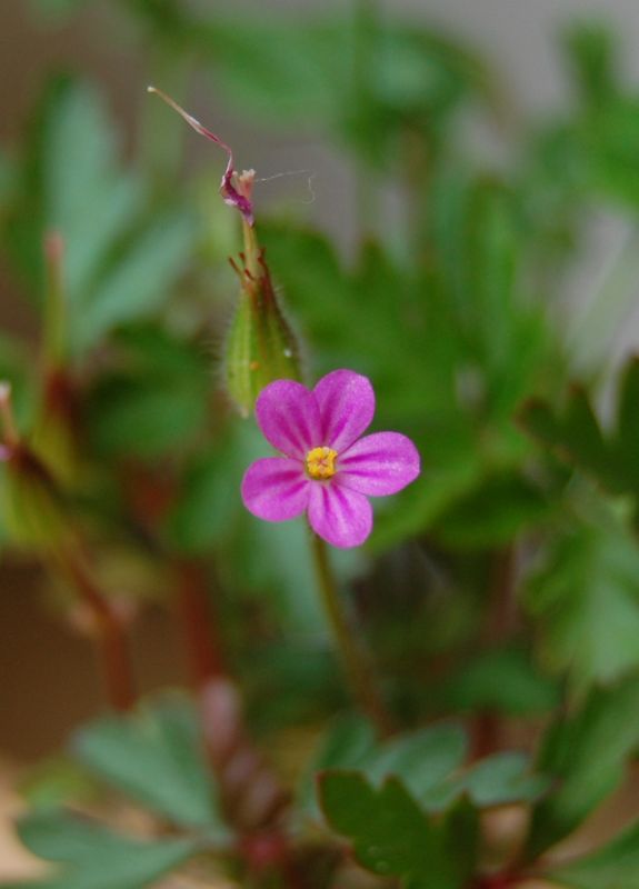 Geranium purpureum