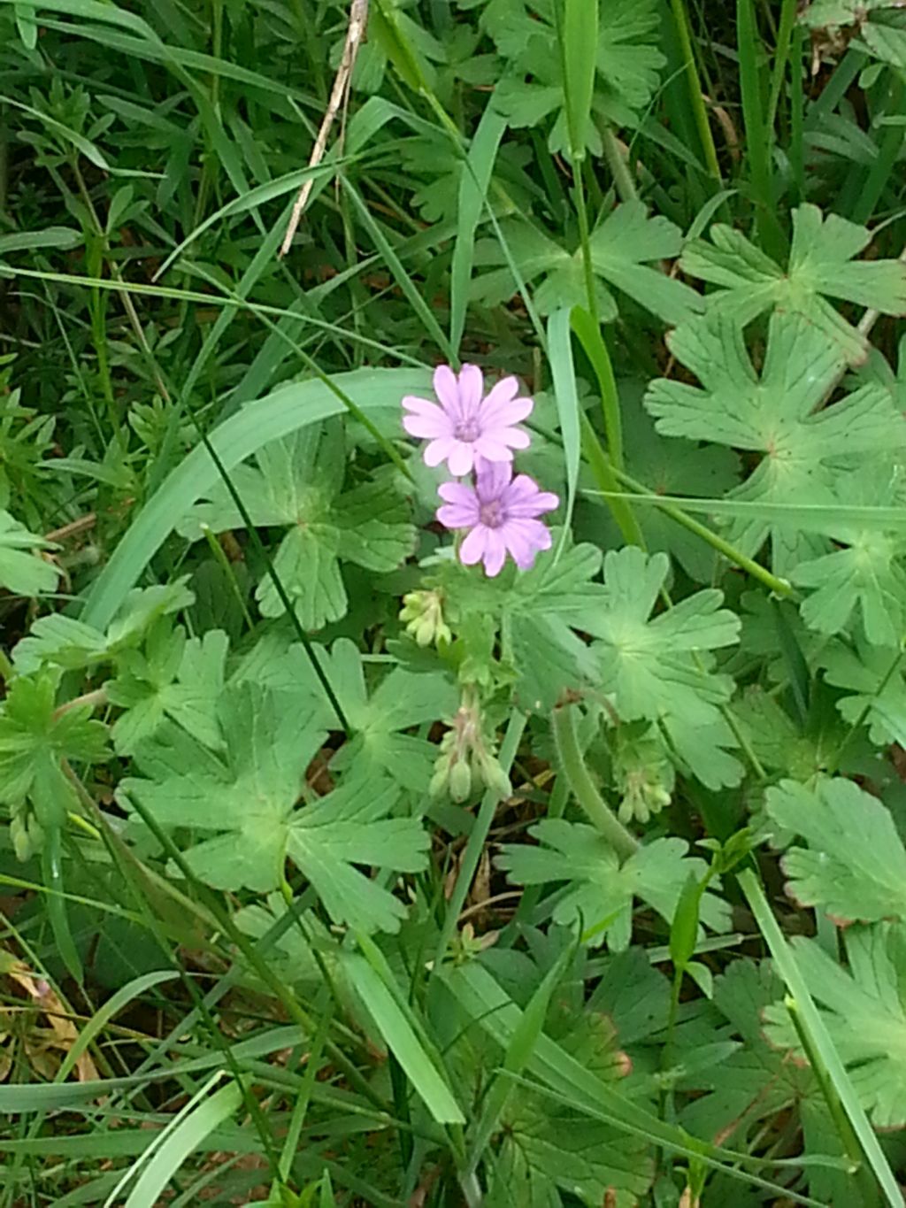 Geranium pyrenaicum