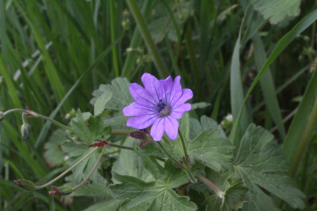 Geranium pyrenaicum