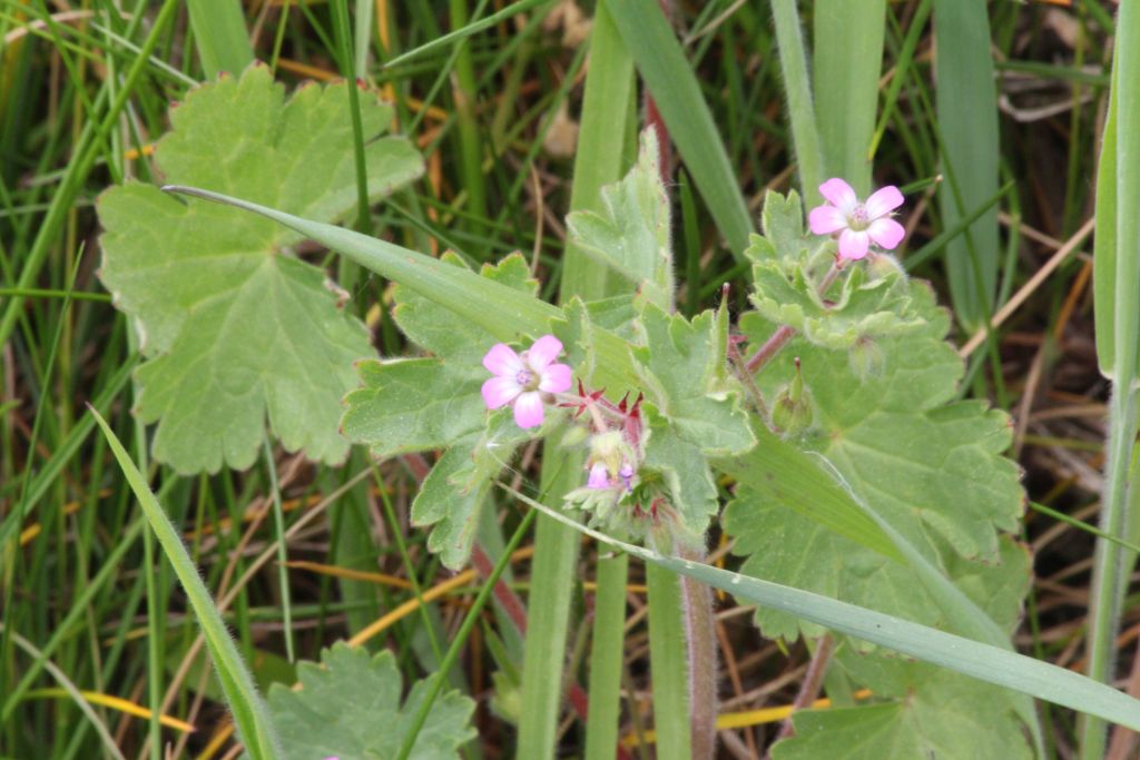 Geranium rotundifolium