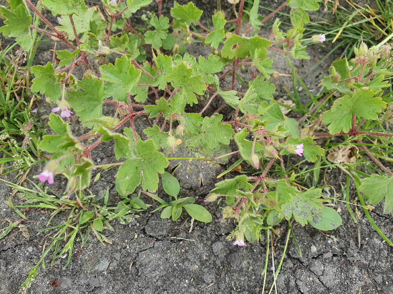 Geranium rotundifolium