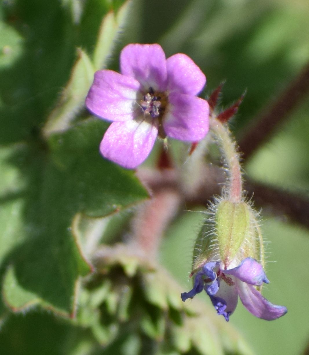Geranium rotundifolium