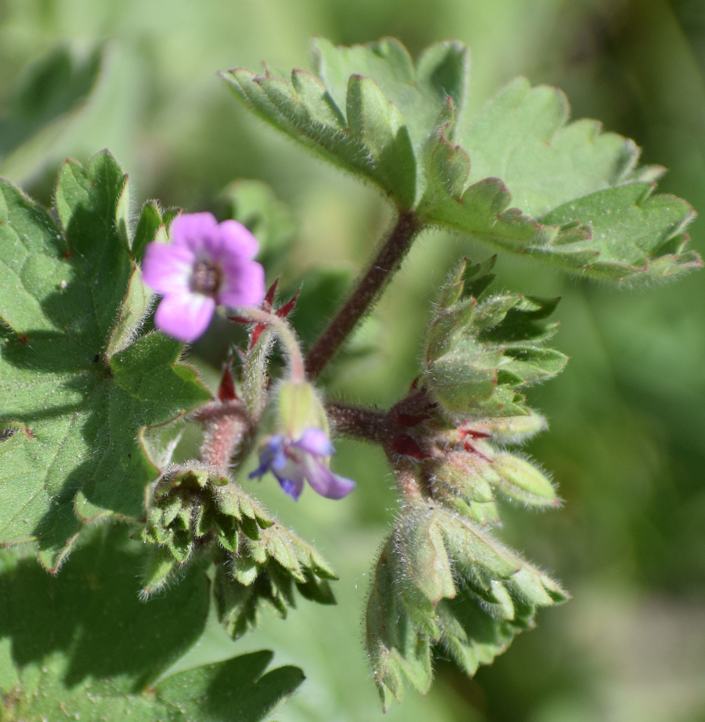 Geranium rotundifolium