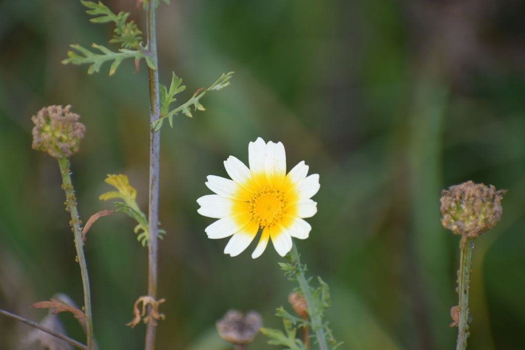 Glebionis coronaria