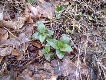 Goodyera repens