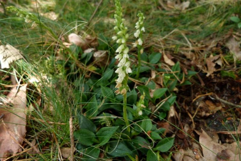 Goodyera repens