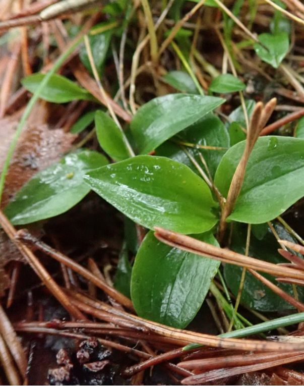 Goodyera repens