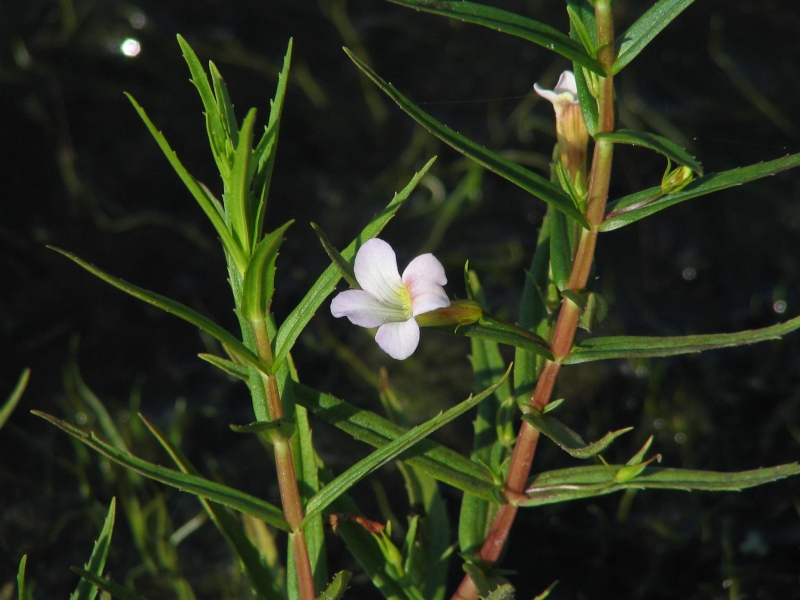 Gratiola officinalis