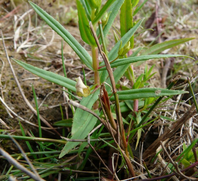 Gratiola officinalis