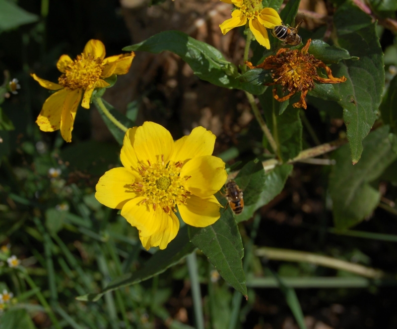 Guizotia abyssinica