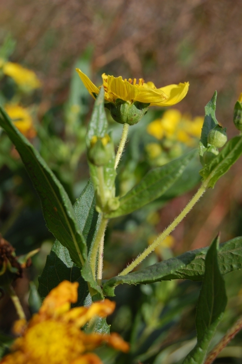 Guizotia abyssinica