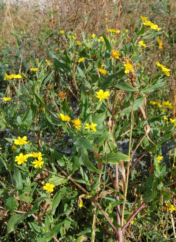 Guizotia abyssinica