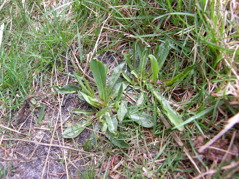 Hieracium lactucella