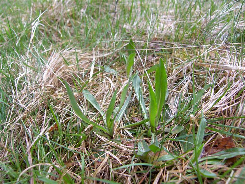 Hieracium lactucella