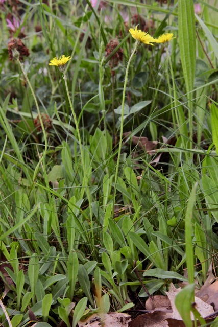 Hieracium lactucella