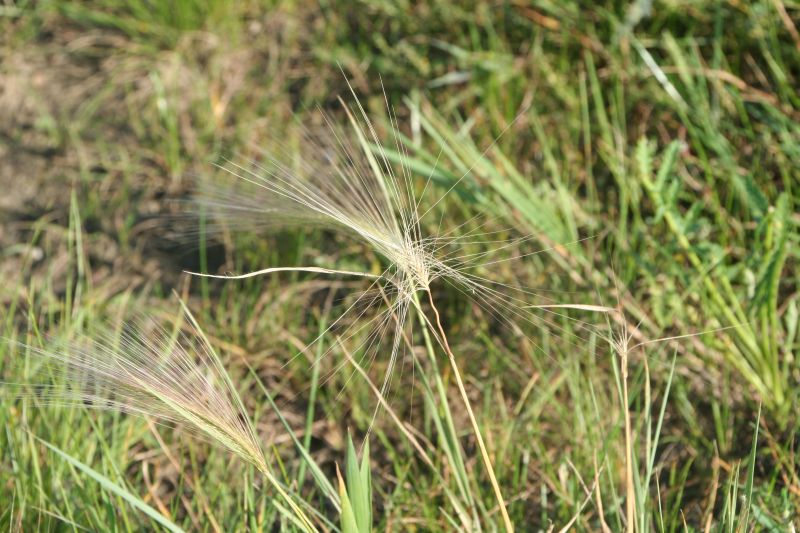 Hordeum jubatum