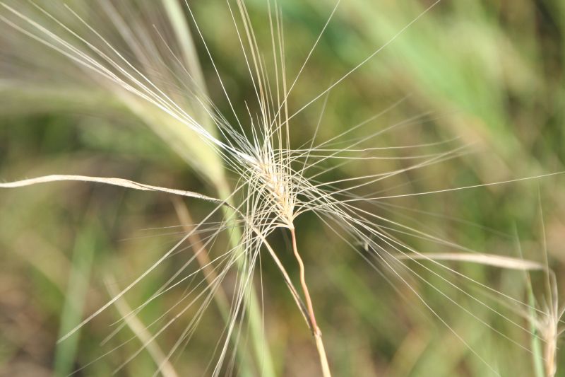 Hordeum jubatum