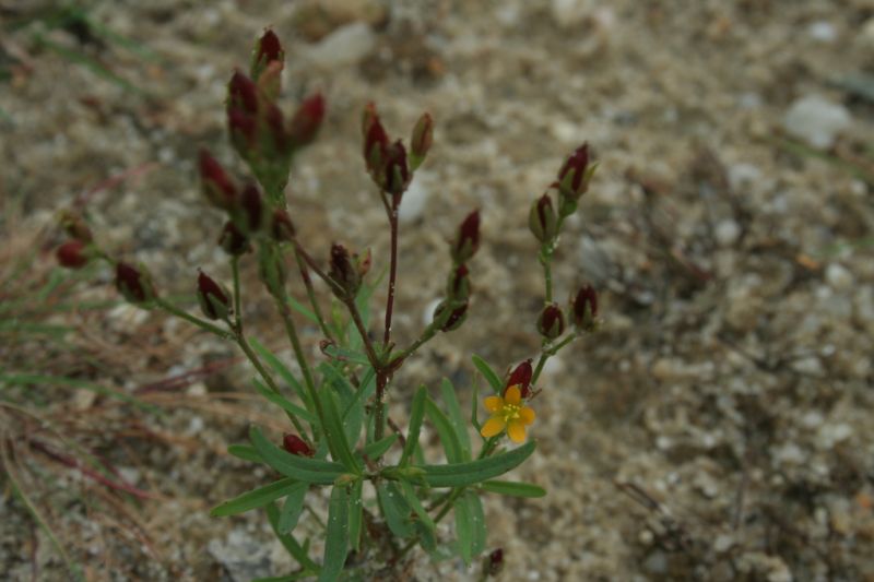 Hypericum canadense