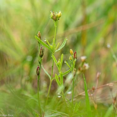 Hypericum canadense