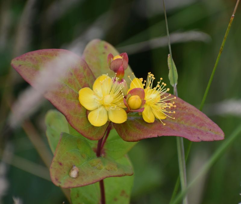 Hypericum x inodorum