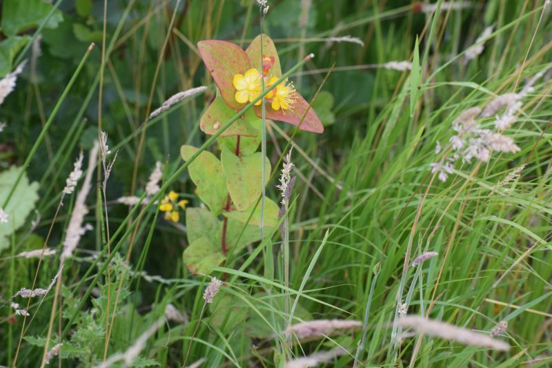 Hypericum x inodorum