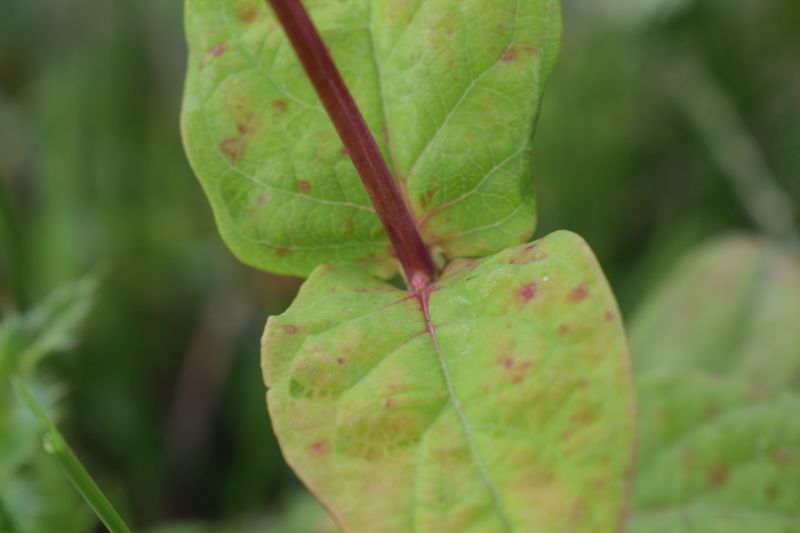 Hypericum x inodorum