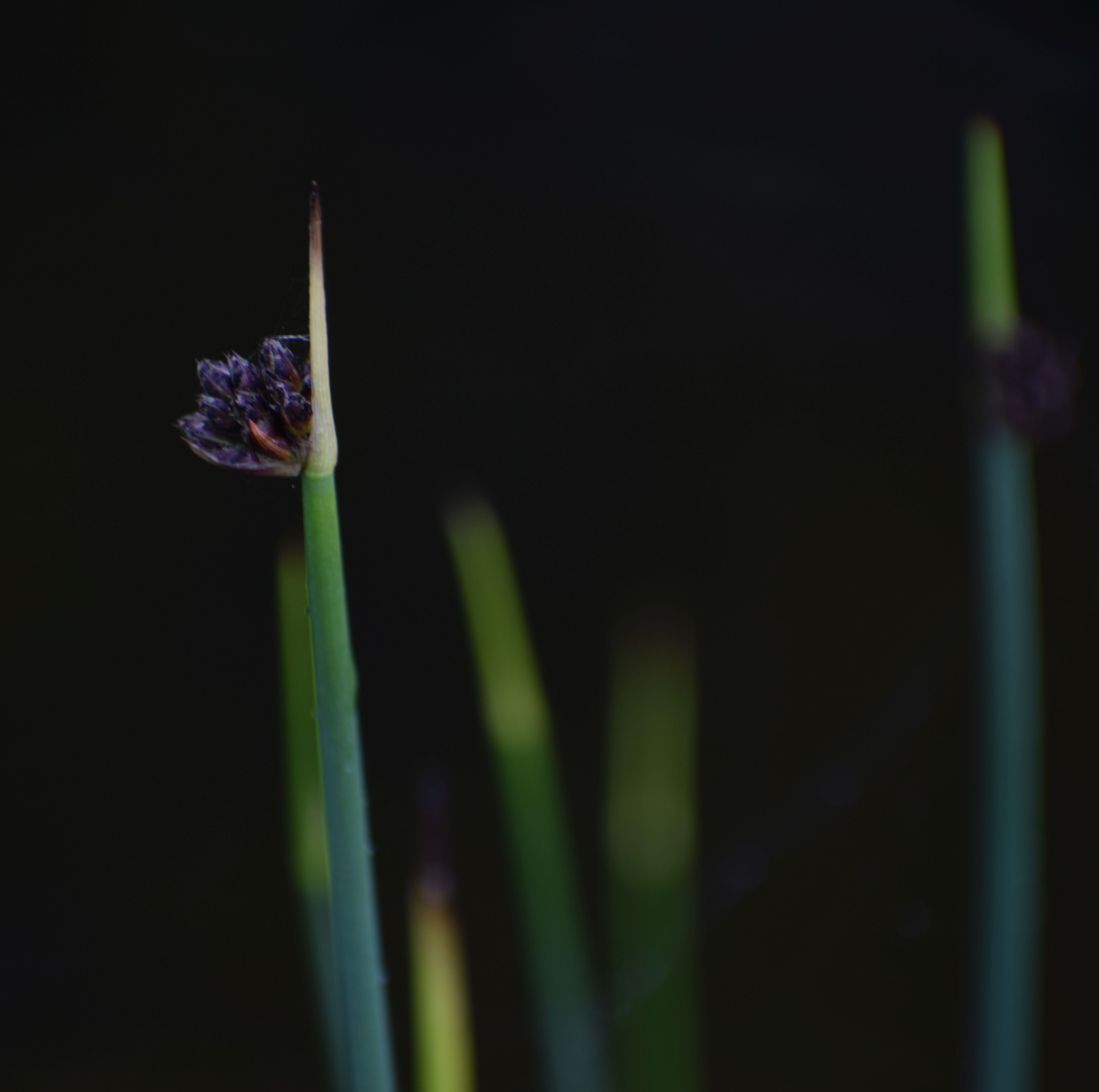 Juncus ensifolius