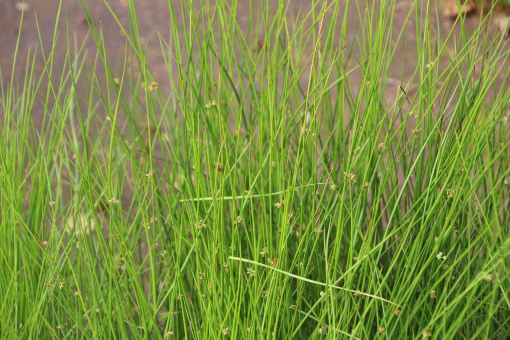 Juncus filiformis