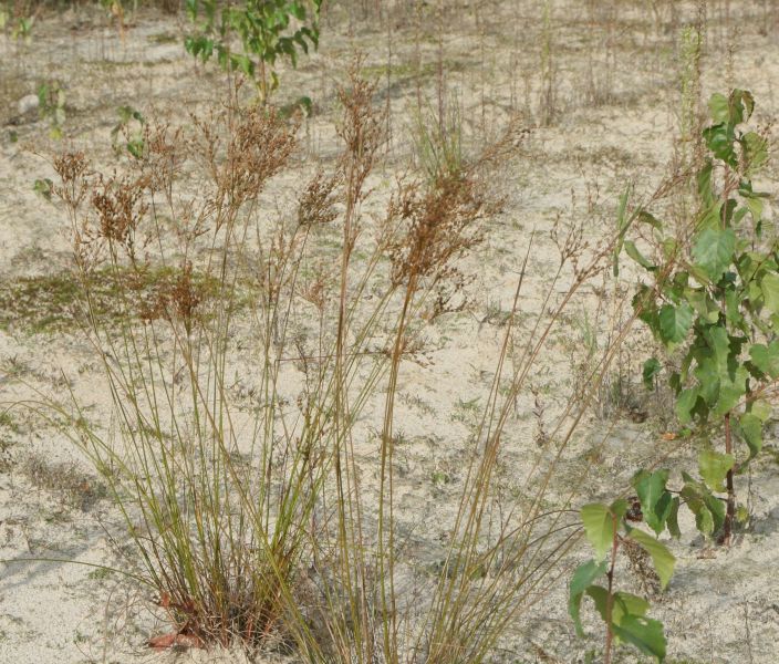 Juncus tenuis subsp. anthelatus
