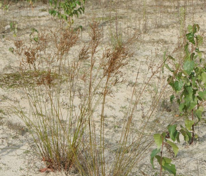 Juncus tenuis subsp. anthelatus