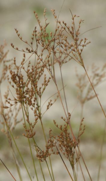 Juncus tenuis subsp. anthelatus