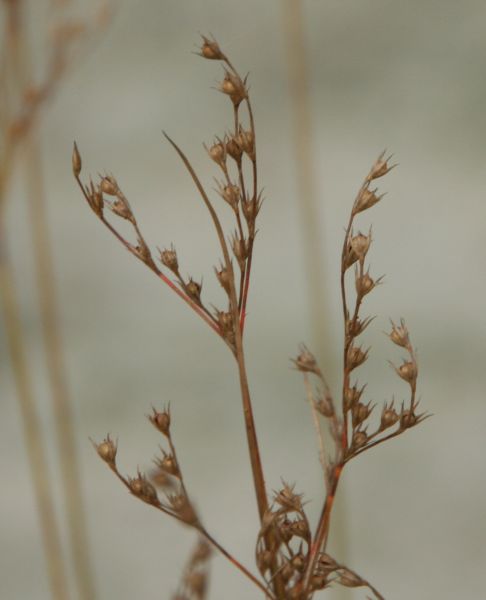 Juncus tenuis subsp. anthelatus