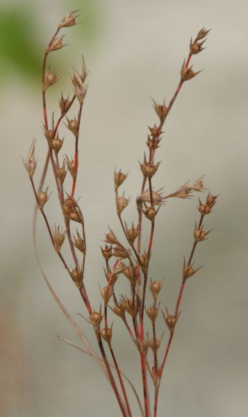 Juncus tenuis subsp. anthelatus