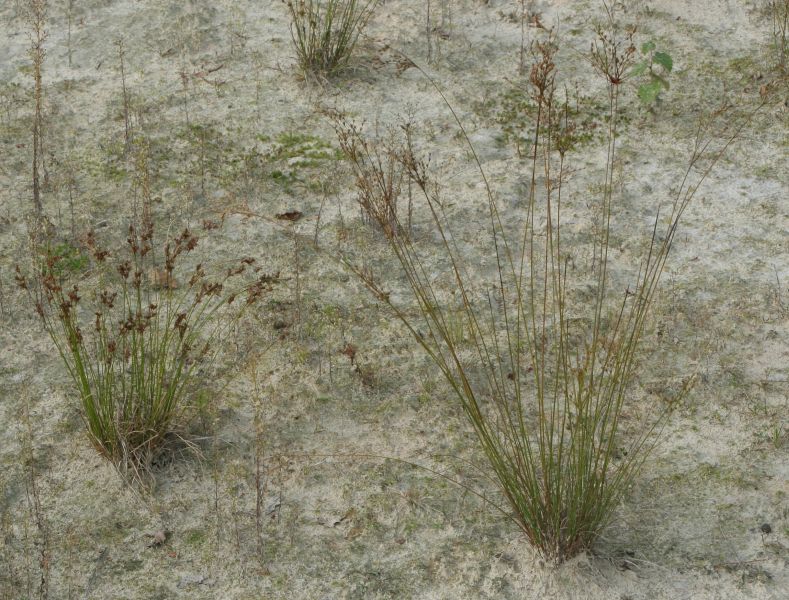 Juncus tenuis subsp. anthelatus