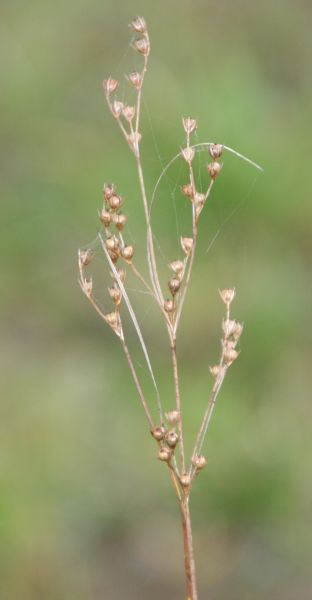 Juncus tenuis subsp. anthelatus