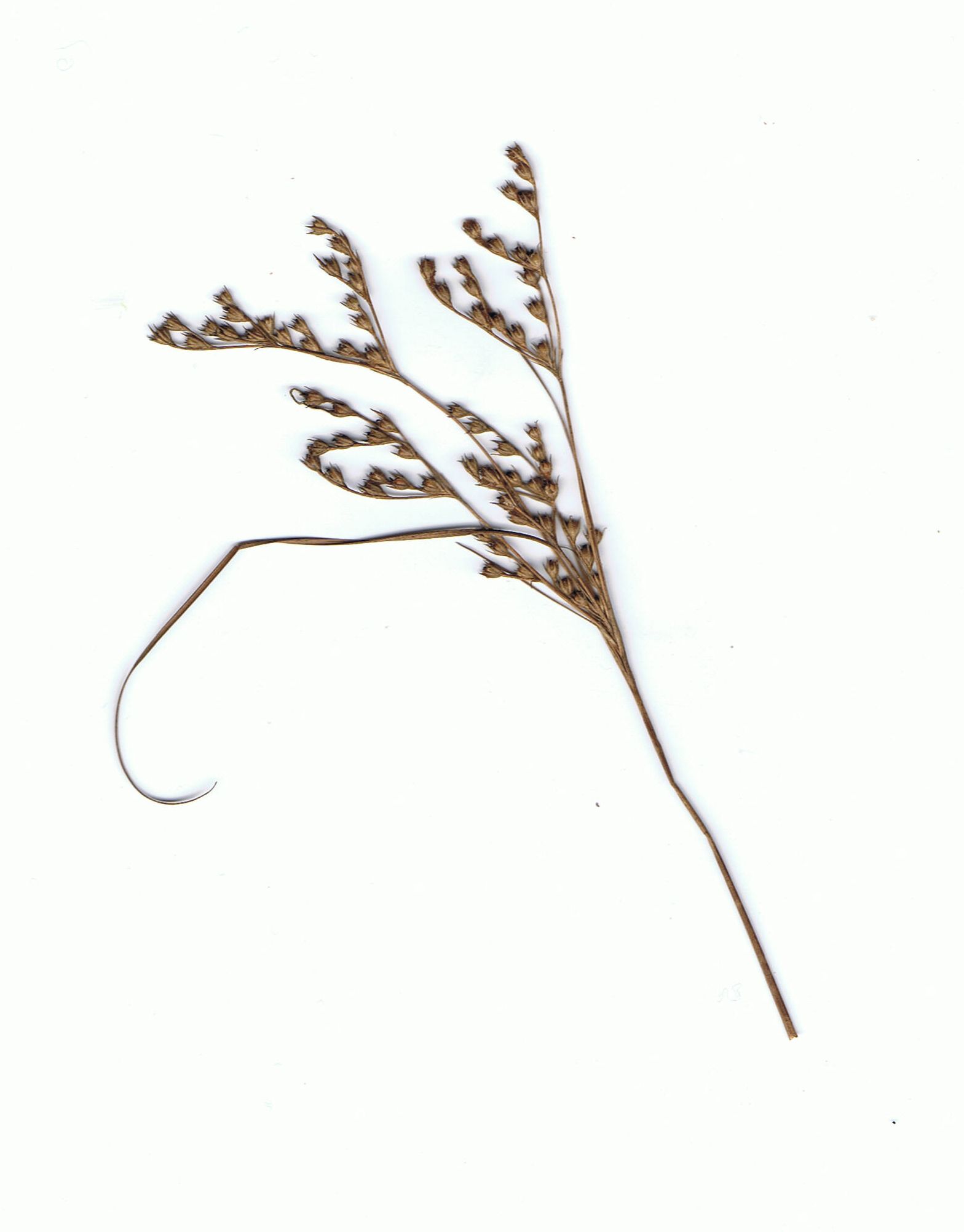 Juncus tenuis subsp. anthelatus